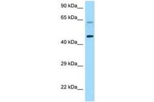 Image no. 1 for anti-Corticotropin Releasing Hormone Receptor 1 (CRHR1) (AA 263-312) antibody (ABIN6748193) (CRHR1 抗体  (AA 263-312))