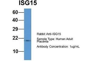 Host: Rabbit  Target Name: ISG15  Sample Tissue: Human Adult Placenta  Antibody Dilution: 1.