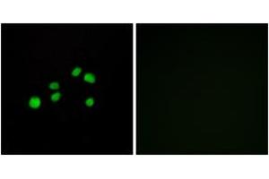 Immunofluorescence (IF) image for anti-Collagen, Type XXIII, alpha 1 (COL23A1) (AA 461-510) antibody (ABIN2889928) (COL23A1 抗体  (AA 461-510))