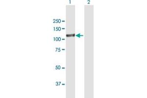 Western Blot analysis of EPAS1 expression in transfected 293T cell line by EPAS1 MaxPab polyclonal antibody. (EPAS1 抗体  (AA 1-870))