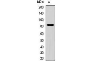 Western blot analysis of ZBTB20 expression in HEK293T (A) whole cell lysates. (ZBTB20 抗体)
