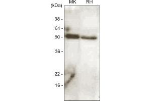 Western blot analysis. (BMP7 抗体  (AA 293-431))