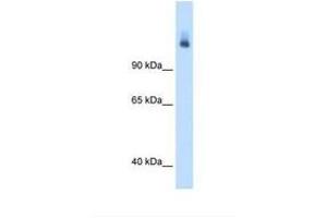 Image no. 2 for anti-Carbamoyl-Phosphate Synthase 1, Mitochondrial (CPS1) (AA 151-200) antibody (ABIN320971) (CPS1 抗体  (AA 151-200))