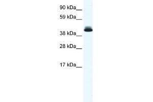 WB Suggested Anti-PPARD Antibody Titration:  0. (PPARD 抗体  (N-Term))