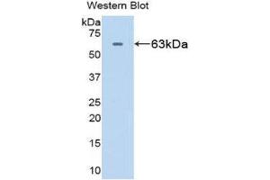 Western Blotting (WB) image for anti-Heat Shock 60kDa Protein 1 (Chaperonin) (HSPD1) (AA 1-573) antibody (ABIN1078108) (HSPD1 抗体  (AA 1-573))