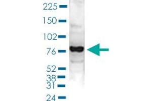 Western Blot (Cell lysate) analysis of 40 ug nuclear extracts of Hela cells. (PAPOLA 抗体  (C-Term))