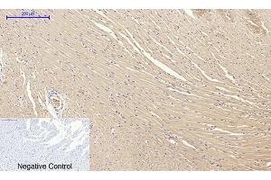 Immunohistochemical analysis of paraffin-embedded rat heart tissue. (Claudin 5 抗体  (AA 140-220))