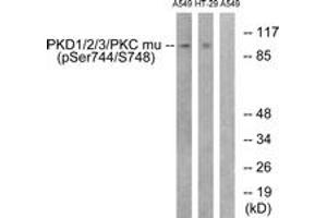Western blot analysis of extracts from A549 cells treated with PMA 125ng/ml 30' and HT29 cells treated with serum 20% 15', using PKD1/2/3/PKC mu (Phospho-Ser738+Ser742) Antibody. (PKD1/2/3/PKC mu (AA 706-755), (pSer738) 抗体)