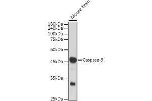 Western blot analysis of extracts of Mouse brain, using Caspase-9 antibody (ABIN6135366, ABIN7101390, ABIN7101391 and ABIN7101392) at 1:1000 dilution. (Caspase 9 抗体)