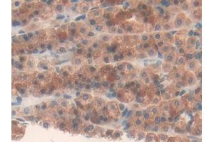 DAB staining on IHC-P; Samples: Rat Stomach Tissue (Fatty Acid Synthase 抗体  (AA 2243-2505))