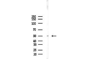 anti-G Protein-Coupled Receptor 12 (GPR12) (C-Term) antibody