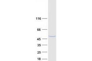 Western Blotting (WB) image for NDRG Family Member 2 (NDRG2) (Transcript Variant 2) protein (Myc-DYKDDDDK Tag) (ABIN2726983)