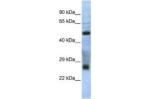 Western Blotting (WB) image for anti-MGC26647 antibody (ABIN2459921) (MGC26647 抗体)