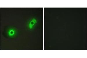 Immunofluorescence analysis of A549 cells, using Ik3-2 Antibody. (CABLES2 抗体  (AA 91-140))