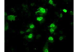 Anti-PPME1 mouse monoclonal antibody (ABIN2453493) immunofluorescent staining of COS7 cells transiently transfected by pCMV6-ENTRY PPME1 (RC200009). (PPME1 抗体)