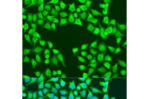 Immunofluorescence analysis of U2OS cells using EDIL3 Polyclonal Antibody at dilution of 1:100. (EDIL3 抗体)