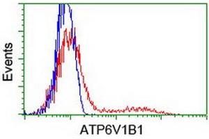 HEK293T cells transfected with either RC209462 overexpress plasmid (Red) or empty vector control plasmid (Blue) were immunostained by anti-ATP6V1B1 antibody (ABIN2454300), and then analyzed by flow cytometry. (ATP6V1B1 抗体)