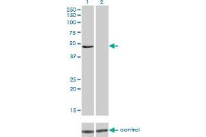 Western blot analysis of IRF4 over-expressed 293 cell line, cotransfected with IRF4 Validated Chimera RNAi (Lane 2) or non-transfected control (Lane 1).