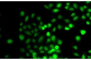 Immunofluorescence analysis of A549 cells using PRDM7 Polyclonal Antibody (PRDM7 抗体)