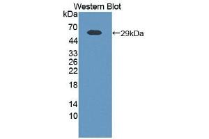 Detection of Recombinant VF, Human using Polyclonal Antibody to Visfatin (VF) (NAMPT 抗体  (AA 1-491))