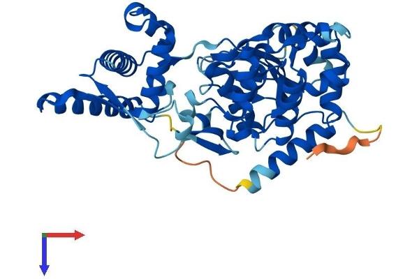 SPO11 Protein (AA 1-396) (His tag)