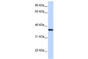 Western Blotting (WB) image for anti-Lipocalin 12 (LCN12) antibody (ABIN2460058) (LCN12 抗体)