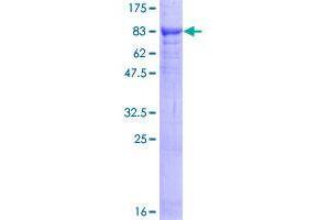 VPS18 Protein (AA 1-580) (GST tag)