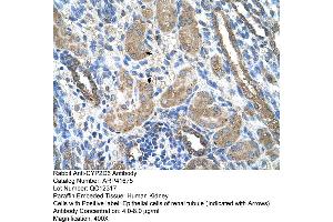 Rabbit Anti-CYP2D6 Antibody  Paraffin Embedded Tissue: Human Kidney Cellular Data: Epithelial cells of renal tubule Antibody Concentration: 4. (CYP2D6 抗体  (N-Term))