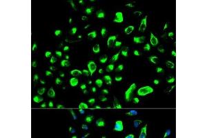 Immunofluorescence analysis of HeLa cells using YWHAQ Polyclonal Antibody