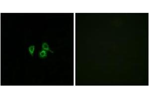 Immunofluorescence (IF) image for anti-Olfactory Receptor, Family 10, Subfamily H, Member 4 (OR10H4) (AA 161-210) antibody (ABIN1535856)