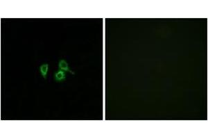 Immunofluorescence analysis of A549 cells, using OR10H4 Antibody. (OR10H4 抗体  (AA 161-210))