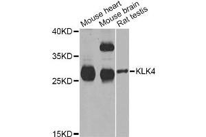 Western blot analysis of extracts of various cell lines, using KLK4 Antibody (ABIN5973996) at 1/1000 dilution. (Kallikrein 4 抗体)