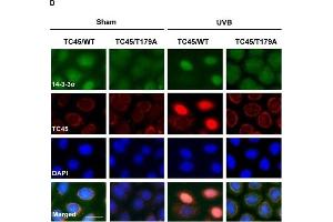 Immunofluorescence (Cultured Cells) (IF (cc)) image for anti-Stratifin (SFN) antibody (ABIN2854867)