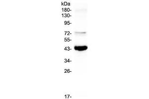 Western blot testing of human Raji cell lysate with PAX5 antibody at 0. (PAX5 抗体)