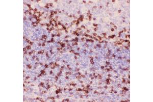 Anti-CD3 epsilon Picoband antibody,  IHC(P): Human Tonsil Tissue