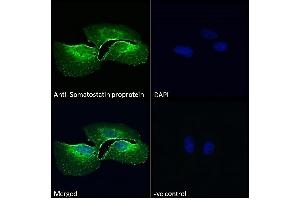 ABIN7013881 Immunofluorescence analysis of paraformaldehyde fixed U2OS cells, permeabilized with 0. (Somatostatin 抗体  (AA 58-70))