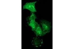 Anti-PDLIM2 mouse monoclonal antibody (ABIN2454465) immunofluorescent staining of COS7 cells transiently transfected by pCMV6-ENTRY PDLIM2 (RC210022). (PDLIM2 抗体)