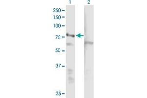 Western Blot analysis of EHHADH expression in transfected 293T cell line by EHHADH MaxPab polyclonal antibody. (EHHADH 抗体  (AA 1-723))
