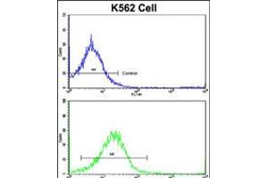 Flow cytometric analysis of K562 cells using UNC5C Antibody (bottom histogram) compared to a negative control cell (top histogram).
