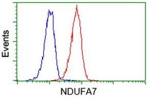 Image no. 1 for anti-NADH Dehydrogenase (Ubiquinone) 1 alpha Subcomplex, 7, 14.5kDa (NDUFA7) antibody (ABIN1499662) (NDUFA7 抗体)