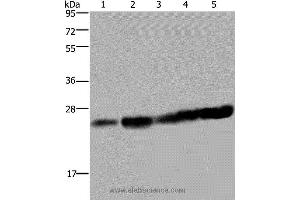 Western blot analysis of Hela and Jurkat cell, mouse liver tissue, K562 and A375 cell, using MOB1A Polyclonal Antibody at dilution of 1:200 (MOB1A 抗体)