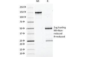 SDS-PAGE Analysis of Purified, BSA-Free Bcl10 Antibody (clone BL10/411). (BCL10 抗体  (AA 122-168))