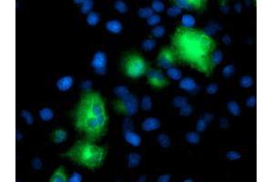 Anti-ATG3 mouse monoclonal antibody (ABIN2454919) immunofluorescent staining of COS7 cells transiently transfected by pCMV6-ENTRY ATG3 (RC203453). (ATG3 抗体)