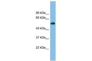BRUNOL5 antibody used at 1 ug/ml to detect target protein. (CELF5 抗体  (Middle Region))