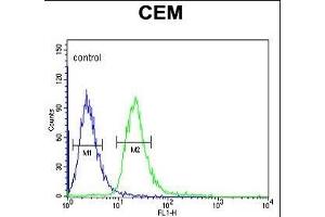 MTNR1A Antibody (Center) (ABIN653231 and ABIN2842764) flow cytometric analysis of CEM cells (right histogram) compared to a negative control cell (left histogram). (Melatonin Receptor 1A 抗体  (AA 209-239))