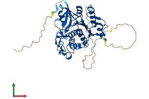 AlphaFold protein structure predicition of Mouse Recombinant Atg4a Protein, UniprotID Q8C9S8 (ATG4A Protein (AA 1-396) (His tag))