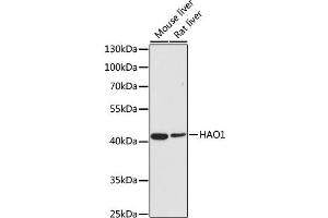 Western blot analysis of extracts of various cell lines, using HAO1 antibody (ABIN2563000) at 1:500 dilution.