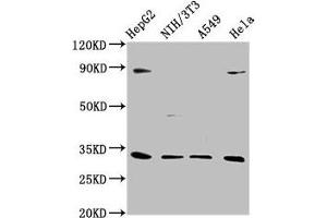 Western Blot Positive WB detected in: HepG2 whole cell lysate, NIH/3T3 whole cell lysate, A549 whole cell lysate, Hela whole cell lysate All lanes: DUSP4 antibody at 1:1000 Secondary Goat polyclonal to rabbit IgG at 1/50000 dilution Predicted band size: 43, 33 kDa Observed band size: 33 kDa (DUSP4 抗体  (AA 109-198))