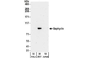 Western Blotting (WB) image for anti-Gephyrin (GPHN) (AA 686-736) antibody (ABIN7453092)