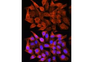 Immunofluorescence analysis of HeLa cells using AMT Rabbit pAb (ABIN6127345, ABIN6136850, ABIN6136851 and ABIN6225250) at dilution of 1:100. (Aminomethyltransferase 抗体  (AA 107-386))